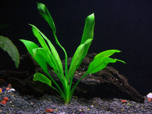 Load image into Gallery viewer, Florida 10 Species Live Aquarium Plants Bundle