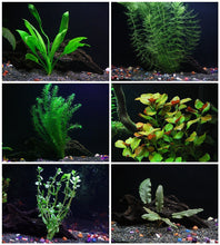 Load image into Gallery viewer, 6 Species Aquarium Plants Bundle – Java Fern, Hornwort, Amazon Sword, Moneywort, Ludwigia and Cryptocoryne