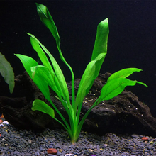 Load image into Gallery viewer, Amazon Sword – Echinodorus Bleheri – Easy Aquatic Plant