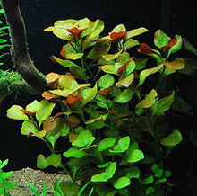 Load image into Gallery viewer, 6 Species Aquarium Plants Bundle – Java Fern, Hornwort, Amazon Sword, Moneywort, Ludwigia and Cryptocoryne