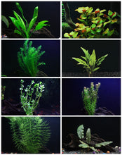 Load image into Gallery viewer, 8 Species Aquarium Plants Bundle – Anacharis, Hornwort, Amazon Sword, Moneywort, Ludwigia and Cryptocoryne