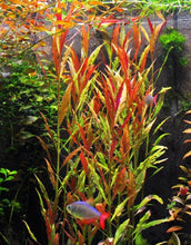 Load image into Gallery viewer, Florida 10 Species Live Aquarium Plants Bundle