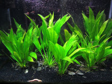 Load image into Gallery viewer, Amazon Sword – Echinodorus Bleheri – Easy Aquatic Plant