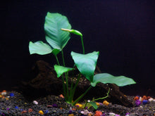 Load image into Gallery viewer, Florida 10 Species Live Aquarium Plants Bundle