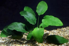 Load image into Gallery viewer, Anubias Barteri – Easy Midground Plant