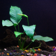 Load image into Gallery viewer, Anubias Barteri – Easy Midground Plant