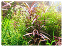 Load image into Gallery viewer, Florida 10 Species Live Aquarium Plants Bundle