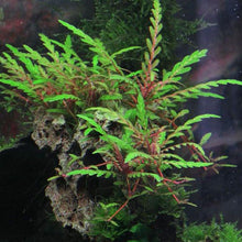 Load image into Gallery viewer, Florida 10 Species Live Aquarium Plants Bundle