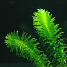 Load image into Gallery viewer, Anacharis Bunch – 5-7 Stems – Easy Aquatic Plant