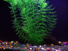 Load image into Gallery viewer, 6 Species Aquarium Plants Bundle – Java Fern, Hornwort, Amazon Sword, Moneywort, Ludwigia and Cryptocoryne
