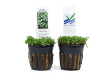 Load image into Gallery viewer, Dwarf Baby Tears in 2? Pot – Foreground Plant