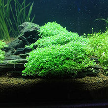 Load image into Gallery viewer, Dwarf Baby Tears in 2? Pot – Foreground Plant