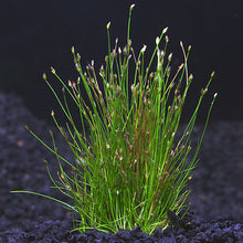 Load image into Gallery viewer, Dwarf Hairgrass in 2" Pot – Easy Foreground Aquarium Plant
