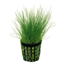 Load image into Gallery viewer, Dwarf Hairgrass in 2" Pot – Easy Foreground Aquarium Plant