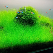 Load image into Gallery viewer, Dwarf Hairgrass in 2" Pot – Easy Foreground Aquarium Plant