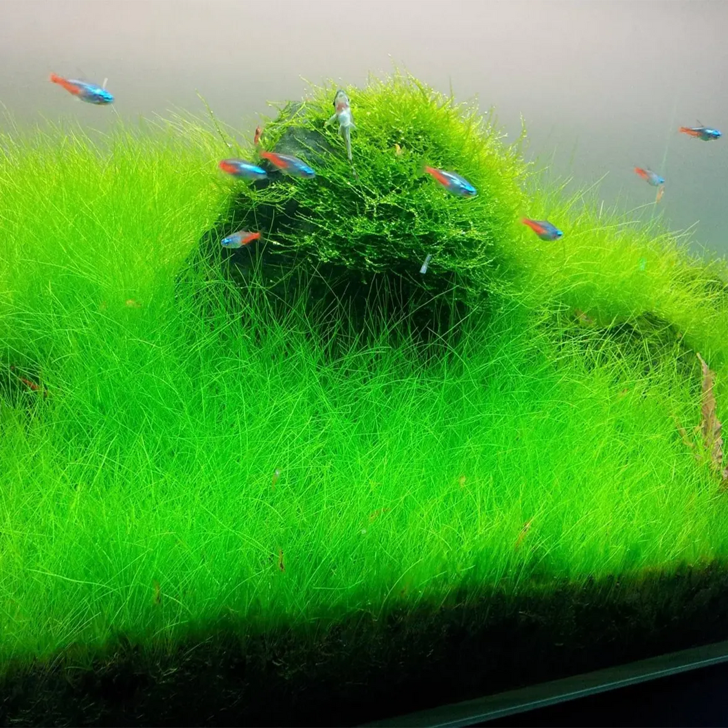 Dwarf Hairgrass in 2