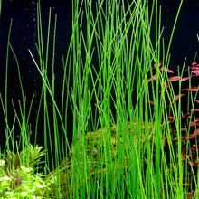 Load image into Gallery viewer, Giant Hairgrass – Easy Aquarium Plant for Backgrounds