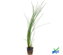 Load image into Gallery viewer, Giant Hairgrass – Easy Aquarium Plant for Backgrounds
