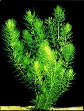 Load image into Gallery viewer, Hornwort Bunch – 5-7 Stems – Easy Aquatic Plant