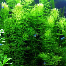 Load image into Gallery viewer, Hornwort Bunch – 5-7 Stems – Easy Aquatic Plant