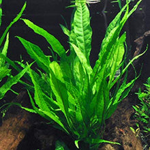 Load image into Gallery viewer, Florida 10 Species Live Aquarium Plants Bundle