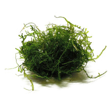 Load image into Gallery viewer, Javas Moss – Vesicularia Dubyana in 4oz cups