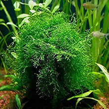 Load image into Gallery viewer, Javas Moss – Vesicularia Dubyana in 4oz cups