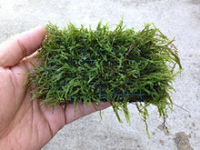 Load image into Gallery viewer, Javas Moss Mat – Vesicularia Dubyana on Mat