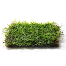 Load image into Gallery viewer, Javas Moss Mat – Vesicularia Dubyana on Mat