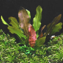 Load image into Gallery viewer, Florida 10 Species Live Aquarium Plants Bundle