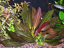 Load image into Gallery viewer, Florida 10 Species Live Aquarium Plants Bundle