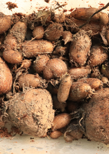 Load image into Gallery viewer, Mint, African Potato