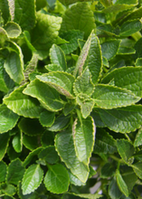 Load image into Gallery viewer, Mint, African Potato