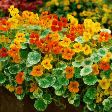 Load image into Gallery viewer, Nasturtium, Alaska Mix