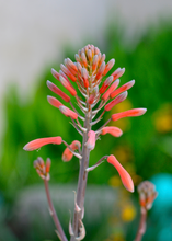 Load image into Gallery viewer, Aloe