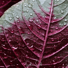 Load image into Gallery viewer, Amaranth, Midnight Red