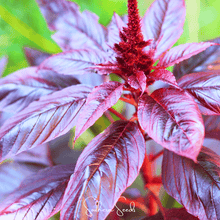 Load image into Gallery viewer, Amaranth, Midnight Red