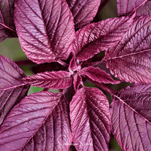 Load image into Gallery viewer, Amaranth, Midnight Red