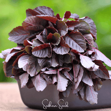 Load image into Gallery viewer, Amaranth, Midnight Red