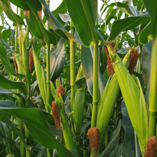 Load image into Gallery viewer, Corn, Ambrosia