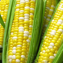 Load image into Gallery viewer, Corn, Ambrosia