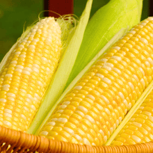Load image into Gallery viewer, Corn, Ambrosia
