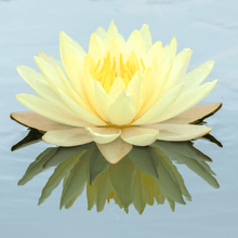 Load image into Gallery viewer, Lotus, American