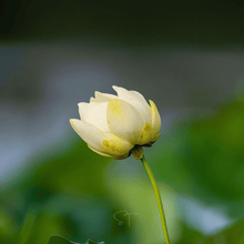 Load image into Gallery viewer, Lotus, American
