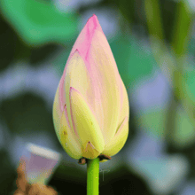 Load image into Gallery viewer, Lotus, American