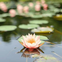 Load image into Gallery viewer, Lotus, American