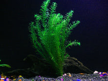 Load image into Gallery viewer, Anacharis Bunch – 5-7 Stems – Easy Aquatic Plant