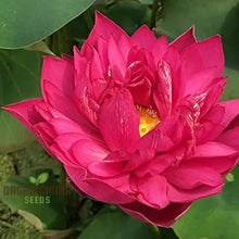 Load image into Gallery viewer, Lotus, Crimson Seeds