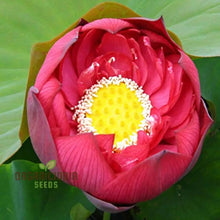Load image into Gallery viewer, Lotus, Crimson Seeds