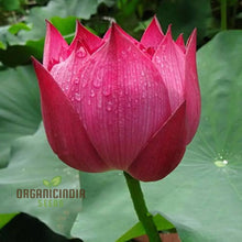 Load image into Gallery viewer, Lotus, Crimson Seeds